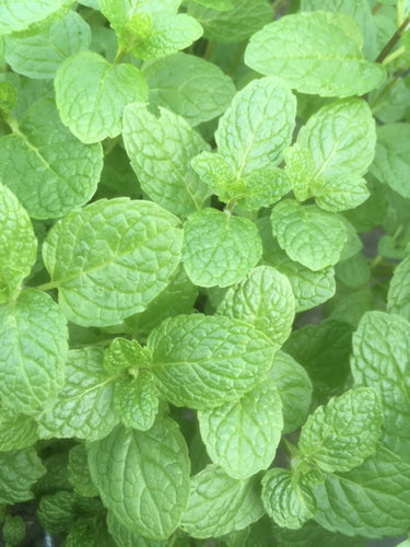 Mint: English Lamb (Mentha spicata ‘English Lamb') - The Culinary Herb Company