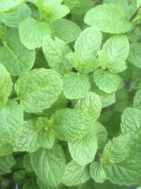 Mint: English Lamb (Mentha spicata ‘English Lamb') - The Culinary Herb Company