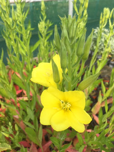 Evening Primrose (Oenothera biennis) - The Culinary Herb Company