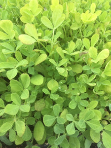 Fenugreek (Trigonella foenum-graecum) - The Culinary Herb Company