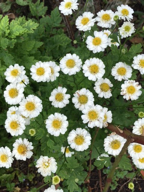 Feverfew: Double Flowering (Tanacetum parthenium 'Flore Pleno')