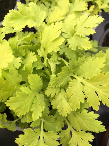 Feverfew: Golden (Tanacetum aureum) - Culinary Herb Co.