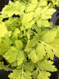 Feverfew: Golden (Tanacetum aureum)