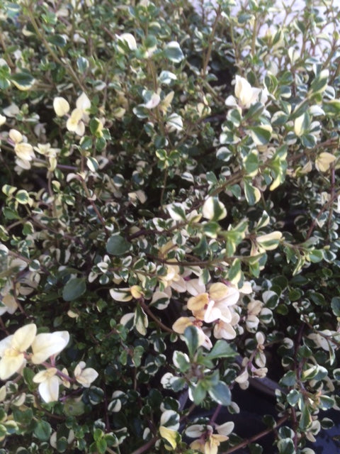 Thyme: Foxley (Thymus pulegioides 'Foxley') - The Culinary Herb Company