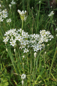 Chives: Garlic (Allium tuberosum) - The Culinary Herb Company