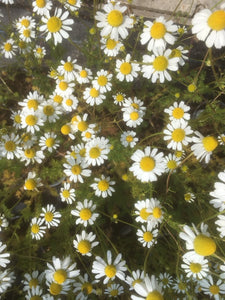 Chamomile: German (Matricaria recutita)