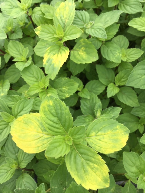ginger mint plant Mint: Ginger (Mentha x gracilis)