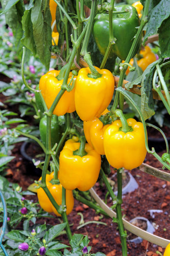Sweet Pepper (Golden Californian Wonder) - Culinary Herb Co.