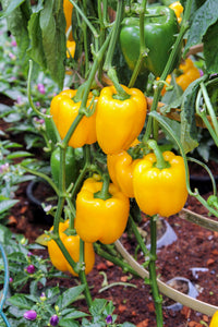 Sweet Pepper (Golden Californian Wonder) - Culinary Herb Co.