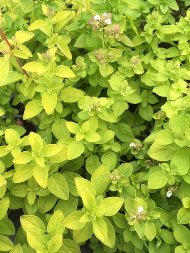 Marjoram: Golden (Origanum vulgare aureum) - The Culinary Herb Company