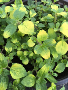 Marjoram Gold Tipped (Origanum vulgare ‘Variegatum') - Culinary Herb Co.