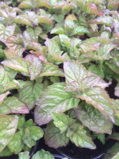 Mint: Grapefruit (Mentha x piperita citrata 'Grapefruit') - The Culinary Herb Company