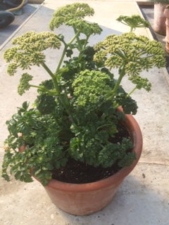 Angelica Hispanica (Archangel) - The Culinary Herb Company