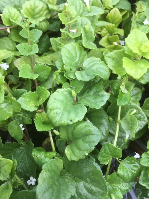 Mint: Indian (Satureia douglasii) - The Culinary Herb Company