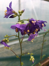 Load image into Gallery viewer, Jacobs Ladder (Polemonium caeruleum) - Culinary Herb Co.