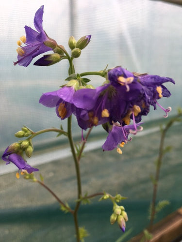 Jacobs Ladder (Polemonium caeruleum) - Culinary Herb Co.