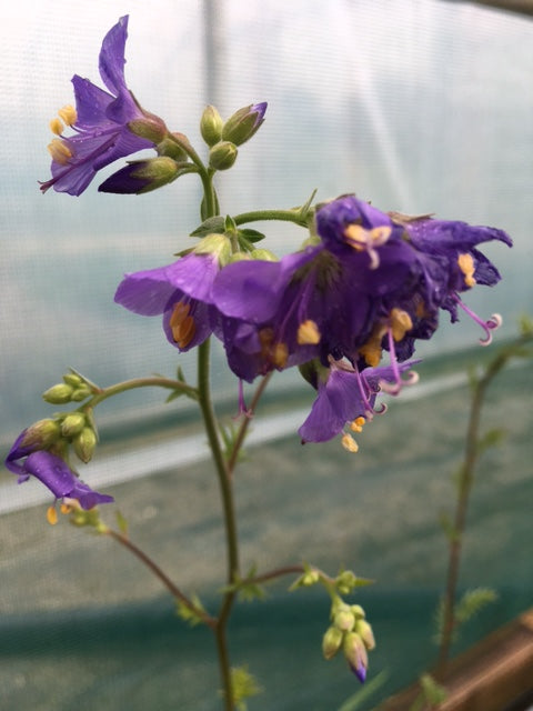 Jacobs Ladder (Polemonium caeruleum) - Culinary Herb Co.