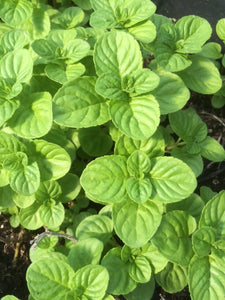 Mint: Japanese (Mentha arvensis var. piperascens) - The Culinary Herb Company