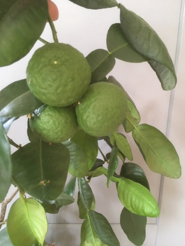 Kaffir Lime (Citrus hystrix) - The Culinary Herb Company