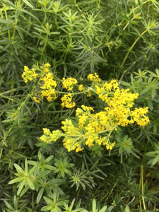 Lady’s Bedstraw (Galium verum)