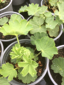 Lady's Mantle (Alchemilla mollis) - The Culinary Herb Company