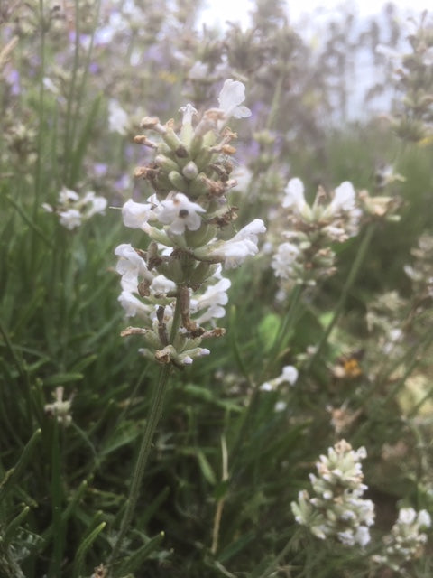 Lavender: Alba (Lavandula intermedia 'Alba') - The Culinary Herb Company