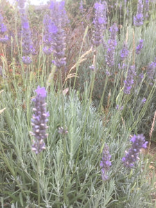 Lavender: Fragrant Memories (Lavandula x intermedia 'Fragrant Memories') - The Culinary Herb Company