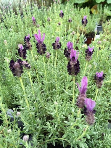 Lavender: French (Lavandula stoechas) - Culinary Herb Co.