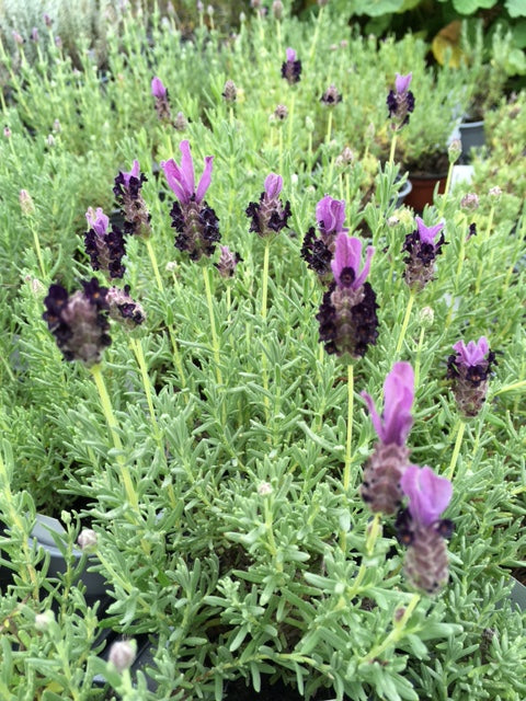 Lavender: French (Lavandula stoechas)