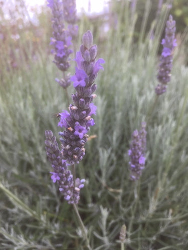 Lavender: Grey Hedge (Lavandula x intermedia 'Grey Hedge') - The Culinary Herb Company