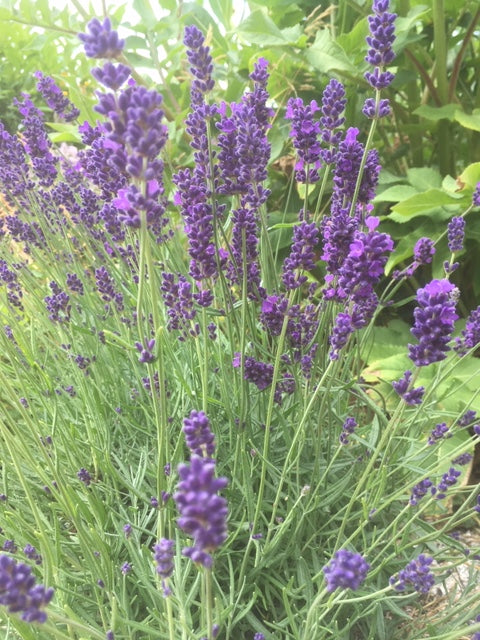 Lavender: Hidcote (Lavandula angustifolia 'Hidcote') - The Culinary Herb Company