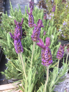 Lavender: Lemon Scented (Lavandula pedunculata)