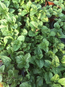 Mint: Lavender (Mentha x piperita 'Lavandula') - The Culinary Herb Company