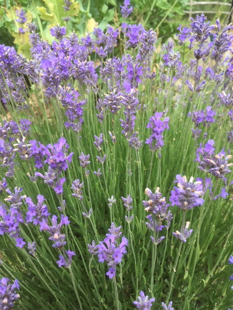 Lavender: Munsted (Lavandula angustifolia 'Munsted') - The Culinary Herb Company