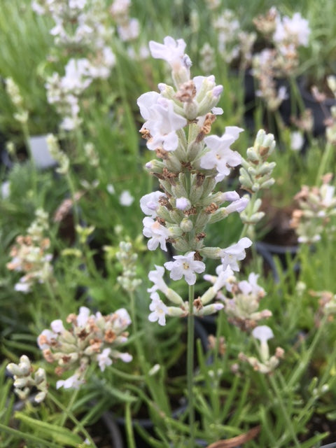 nana alba lavender plant Lavender: Nana Alba - Buy Lavender Online