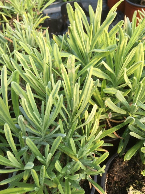 lavender platinum blonde plant Lavender: Platinum Blonde ('Momparler')