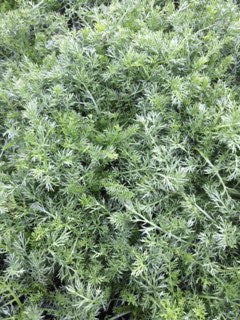 Chamomile: Chamomile Treneague (Chamaemelum nobile 'Treneague') - The Culinary Herb Company
