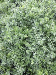 Chamomile: Chamomile Treneague (Chamaemelum nobile 'Treneague') - The Culinary Herb Company