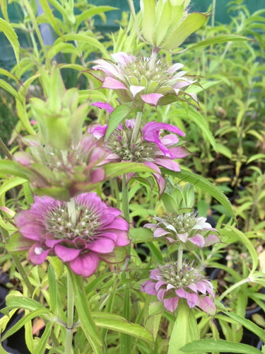 Bergamot: Lemon (Monarda citriodora) - The Culinary Herb Company