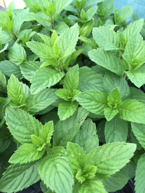 Mint: Lemon (Mentha x piperita f. citrata 'Lemon') - The Culinary Herb Company