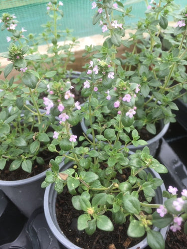 Thyme: Lemon (Thymus citriodorus) 12cm - Culinary Herb Co.