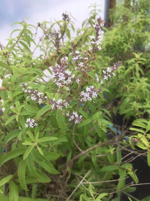 Verbena: Lemon (Aloysia triphylla) Culinary Herb