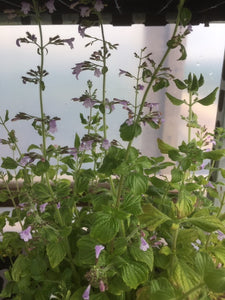 Lesser Calamint (Calamintha nepeta) - The Culinary Herb Company