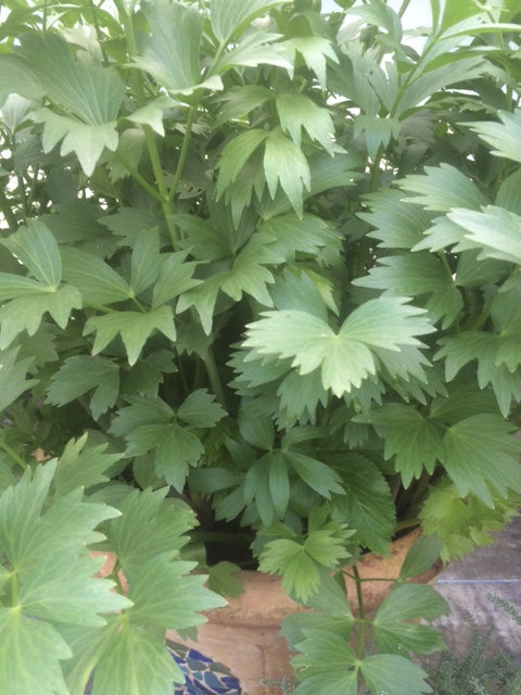 Lovage (Levisticum officinale) - The Culinary Herb Company