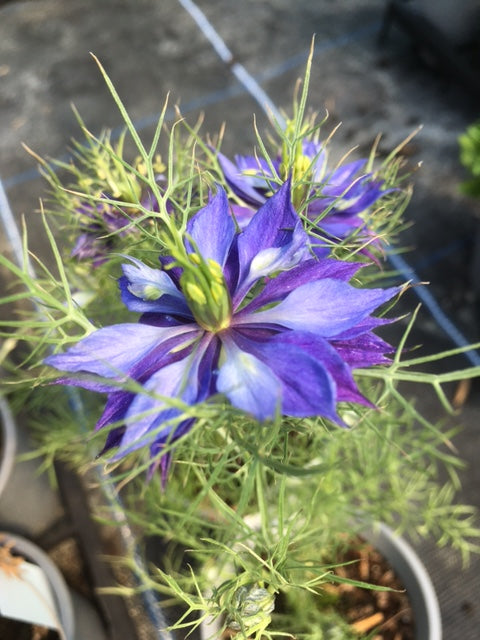 Nigella: Love-in-a-Mist (Nigella damascena) - Culinary Herb Co.