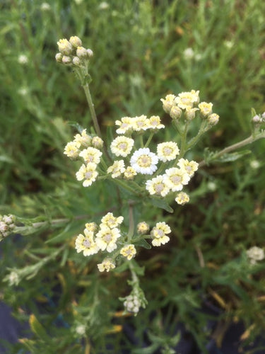 Mace (Achillea ageratum) - The Culinary Herb Company
