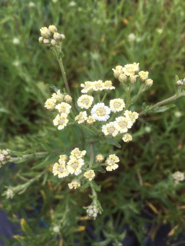 Mace (Achillea ageratum) - The Culinary Herb Company