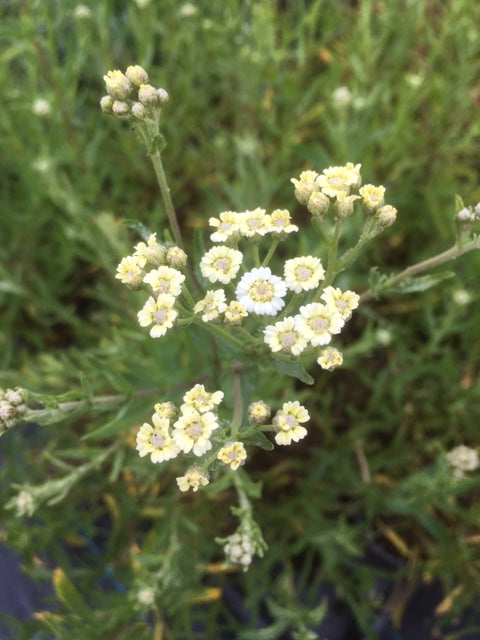 Mace (Achillea ageratum) - The Culinary Herb Company