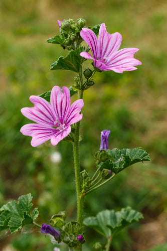 Mallow (Malva sylvestris) - The Culinary Herb Company