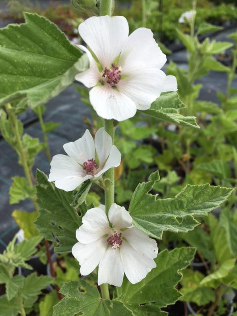 Marshmallow (Althaea officinalis) - Culinary Herb Co.